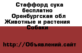 Стаффорд сука бесплатно - Оренбургская обл. Животные и растения » Собаки   